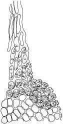Pseudocrossidium crinitum, margin of lamina apex at base of hairpoint, papillae partially omitted. Drawn from W. Malcolm 1288, AK 319857.
 Image: R.D. Seppelt © R.D.Seppelt All rights reserved